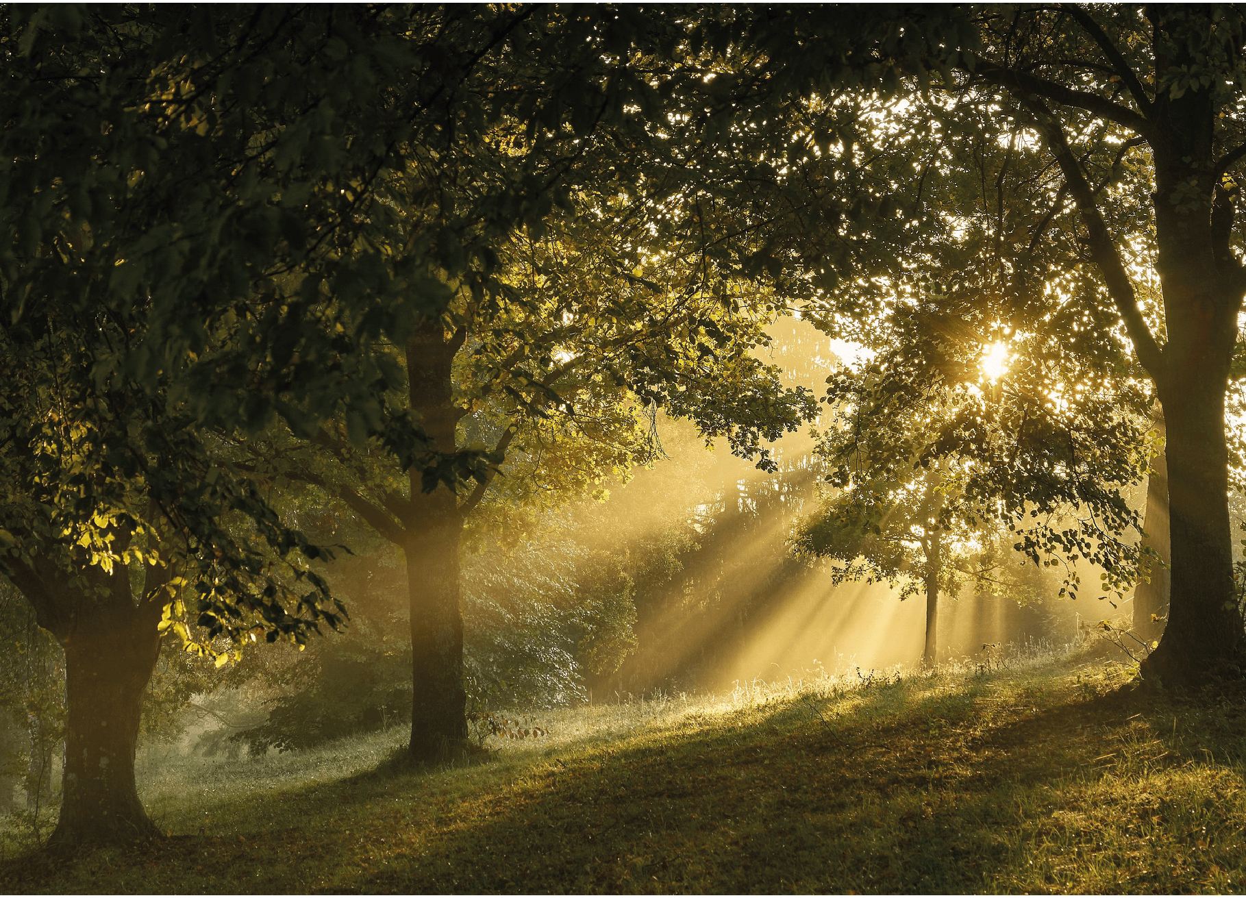 Sonnendurchfluteter Wald mit Lichtstrahlen und grüner Wiese rund um die Staigwaldhalle Warmbronn